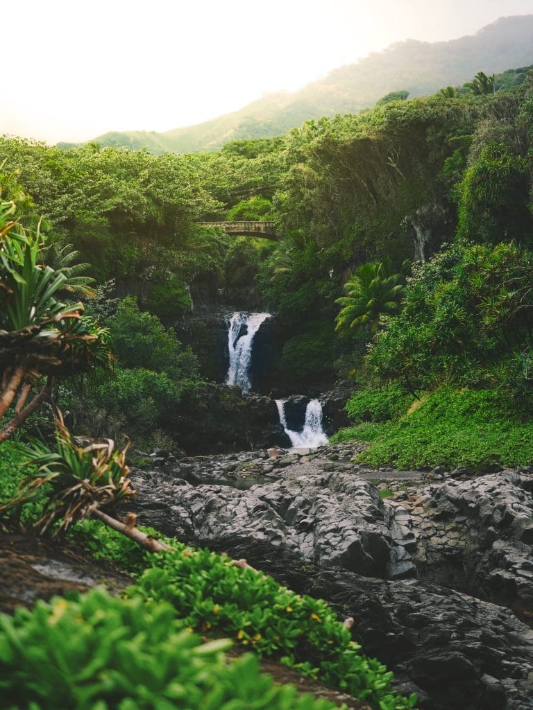 jungle-bridge-rubber