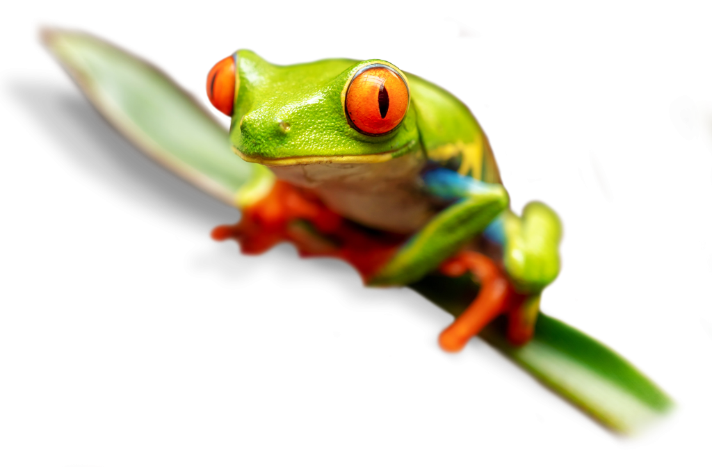 jungle-frog-rubber-edit