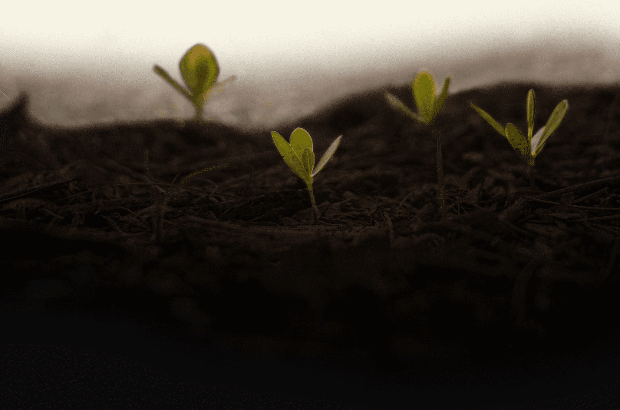 Rubberplants | Digital Agency wortels