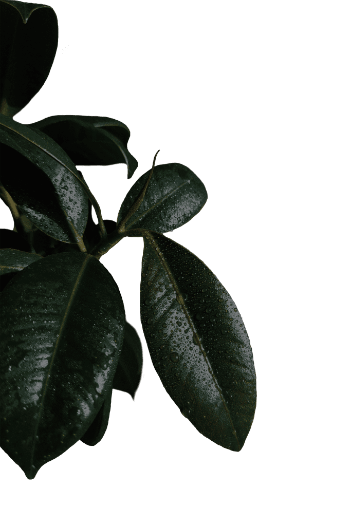 Rubberplants | Digital Agency - GROW!