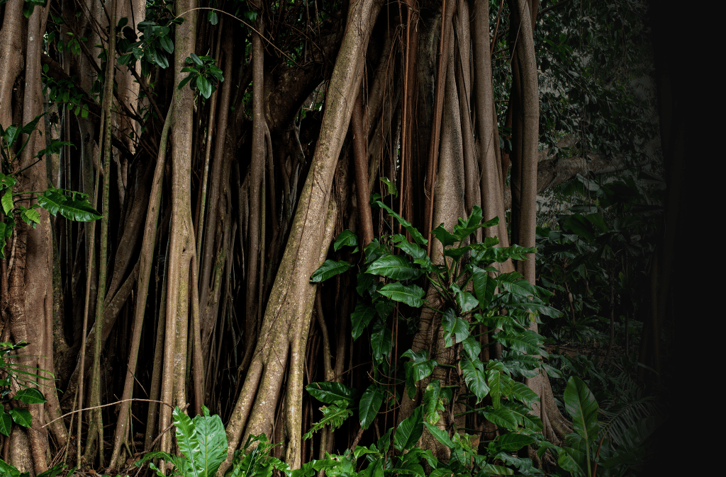 Jungle-Bomen-Rechts Jungle-Bomen-Rechts