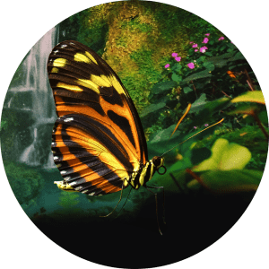 Icon Image Creative Design Butterfly | Rubberplants Digital Agency