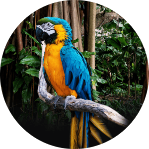 Icon Image Digital Marketing Parrot | Rubberplants Digital Agency