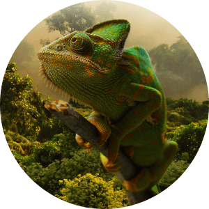 Icon Image Strategy Chameleon | Rubberplants Digital Agency